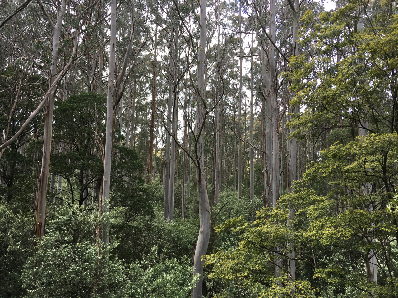 Eucalyptus trees