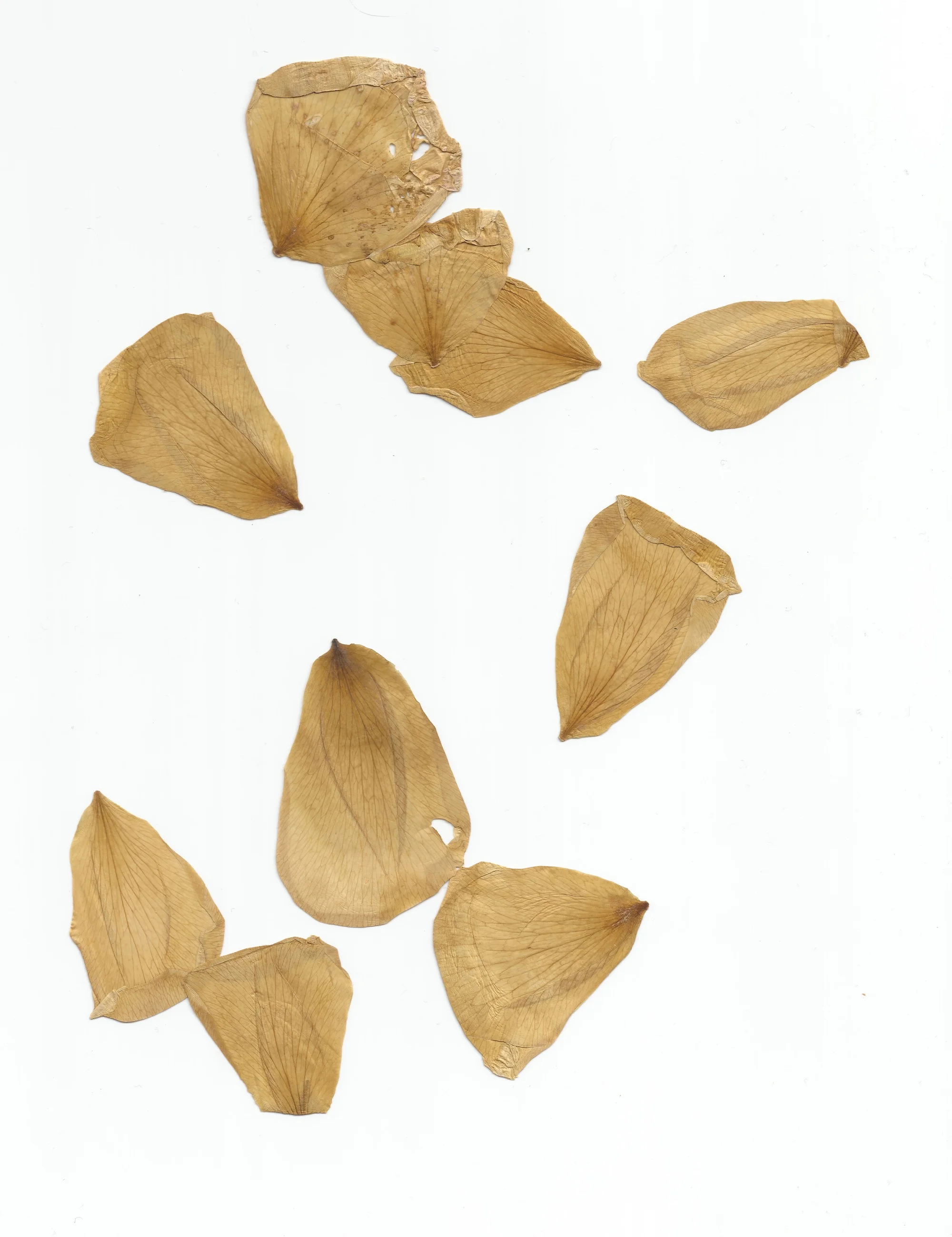 My maternity leave project was going to be creating paintings from dried flowers I collected at special moments during my pregnancy. Turns out, I don't know how to dry flowers and none of them turned out except these rose petals. This is from a garden rose Ben picked for me when I found out I was pregnant. 