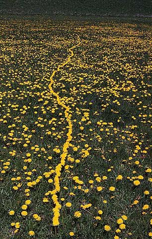 Andy Goldsworthy circa 1970's