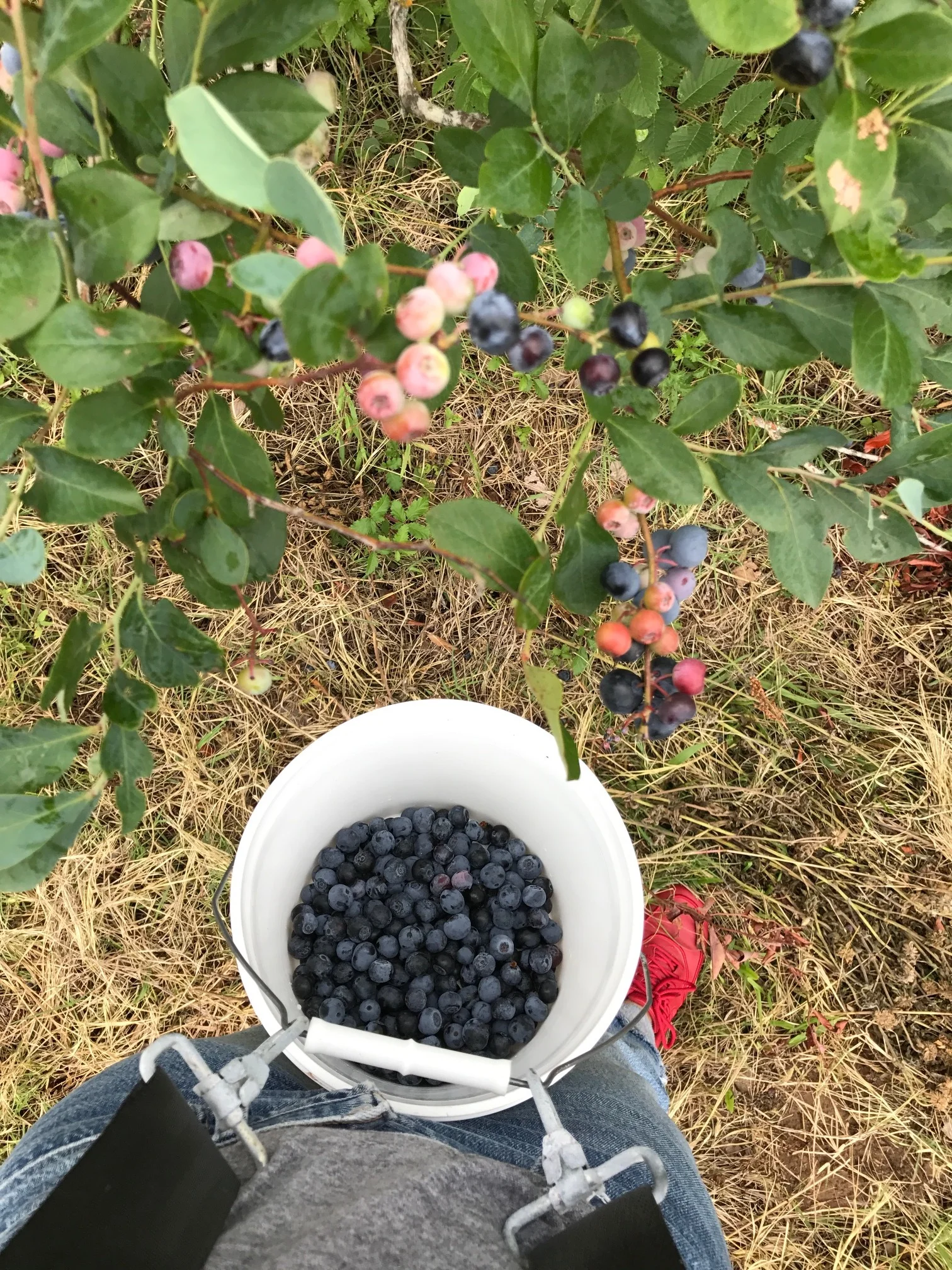 Picking blueberries with a harness. 