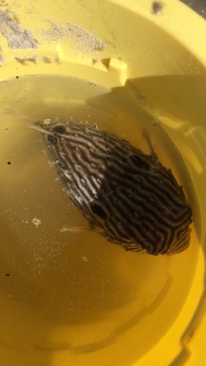 little blowfish on Galveston Island