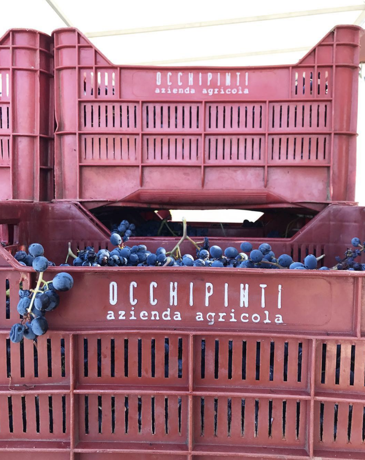 dispatches from Sicilian winery Occhipinti