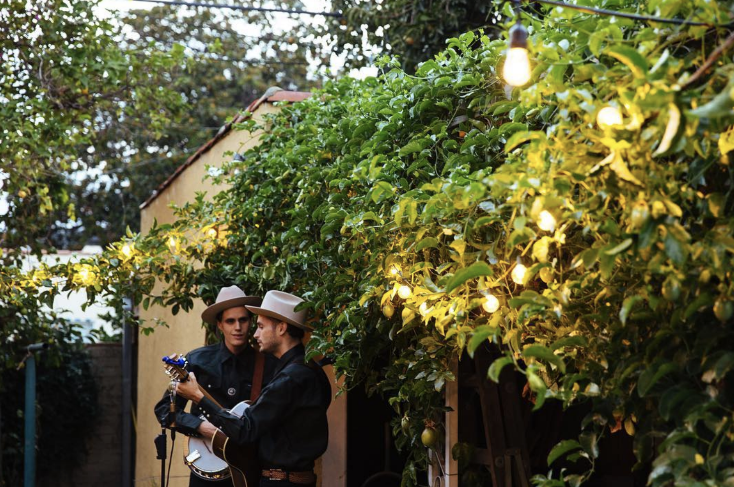 Bluegrass in the backyard