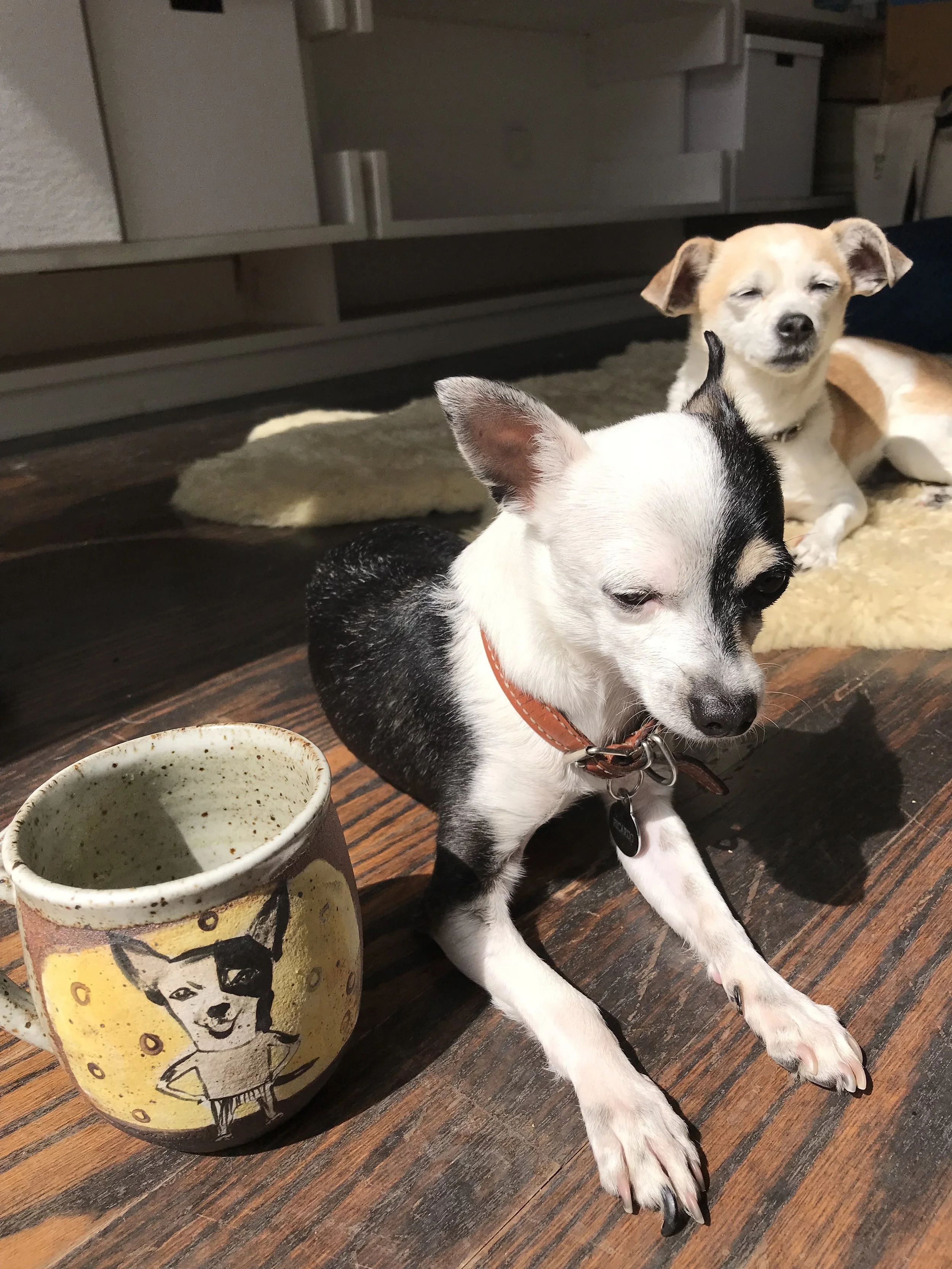 Rescue dogs