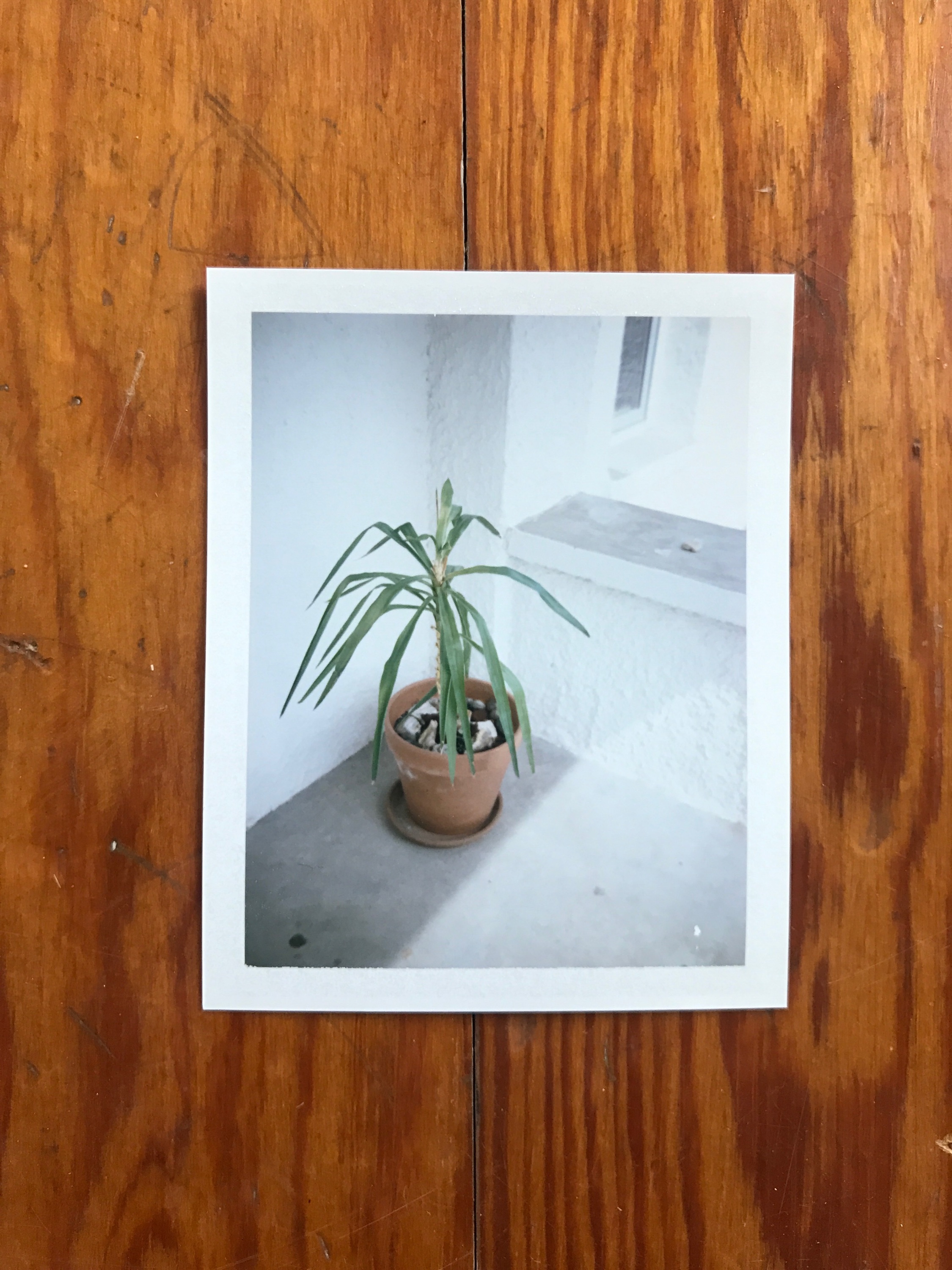 Old object: a Dragon Tree for Matthew