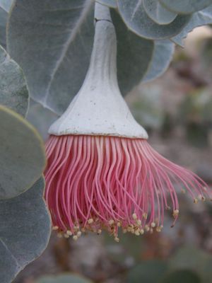 Eucalyptus