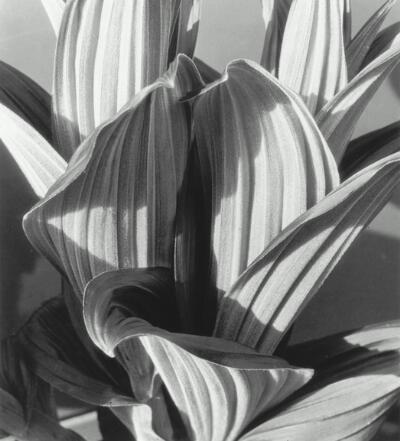 Glacial Lily (False Hellebore) by Imogen Cunningham