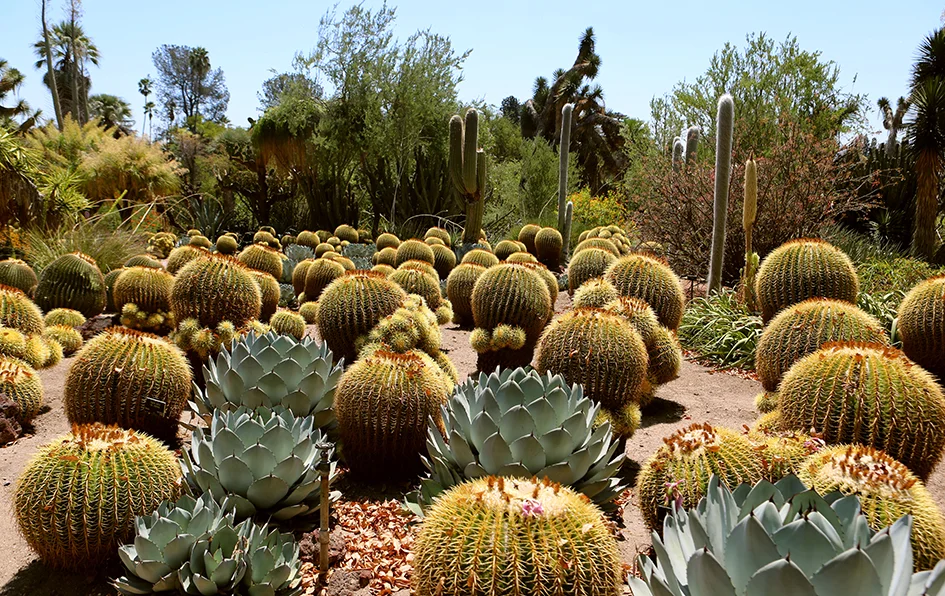 The Huntington Gardens