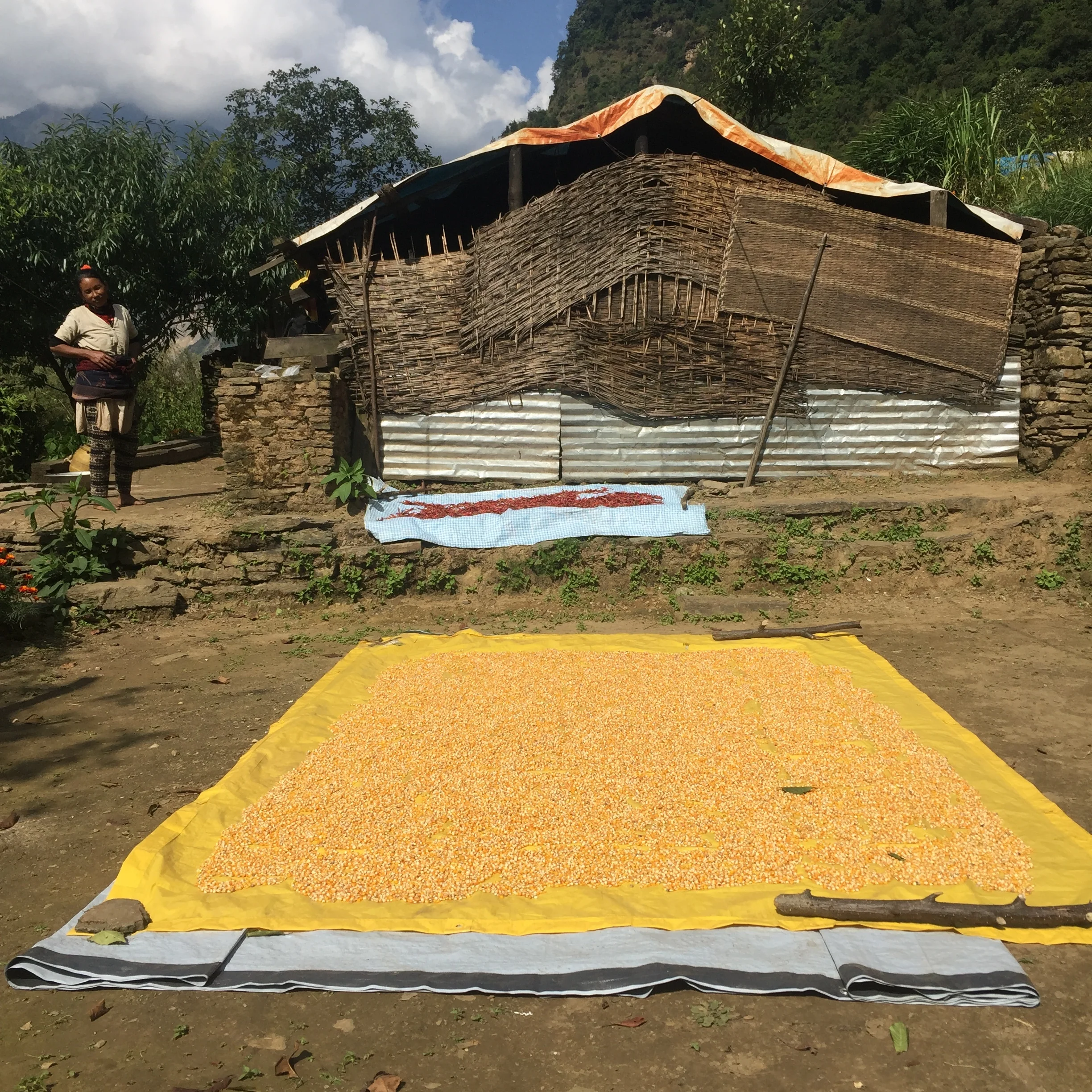 Corn drying 2 .JPG