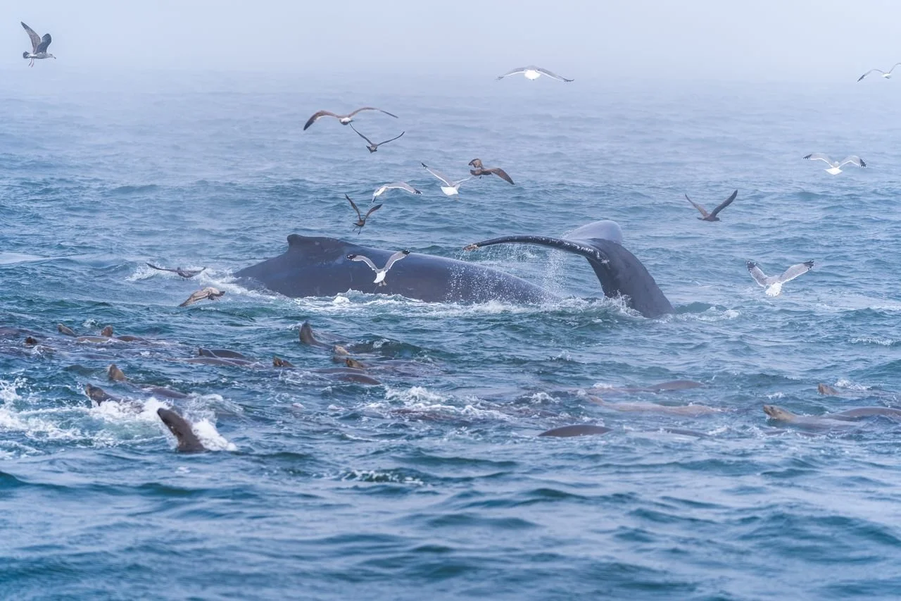 Cape Cod Whale Watching: Your Complete Guide to an Unforgettable Marine Adventure