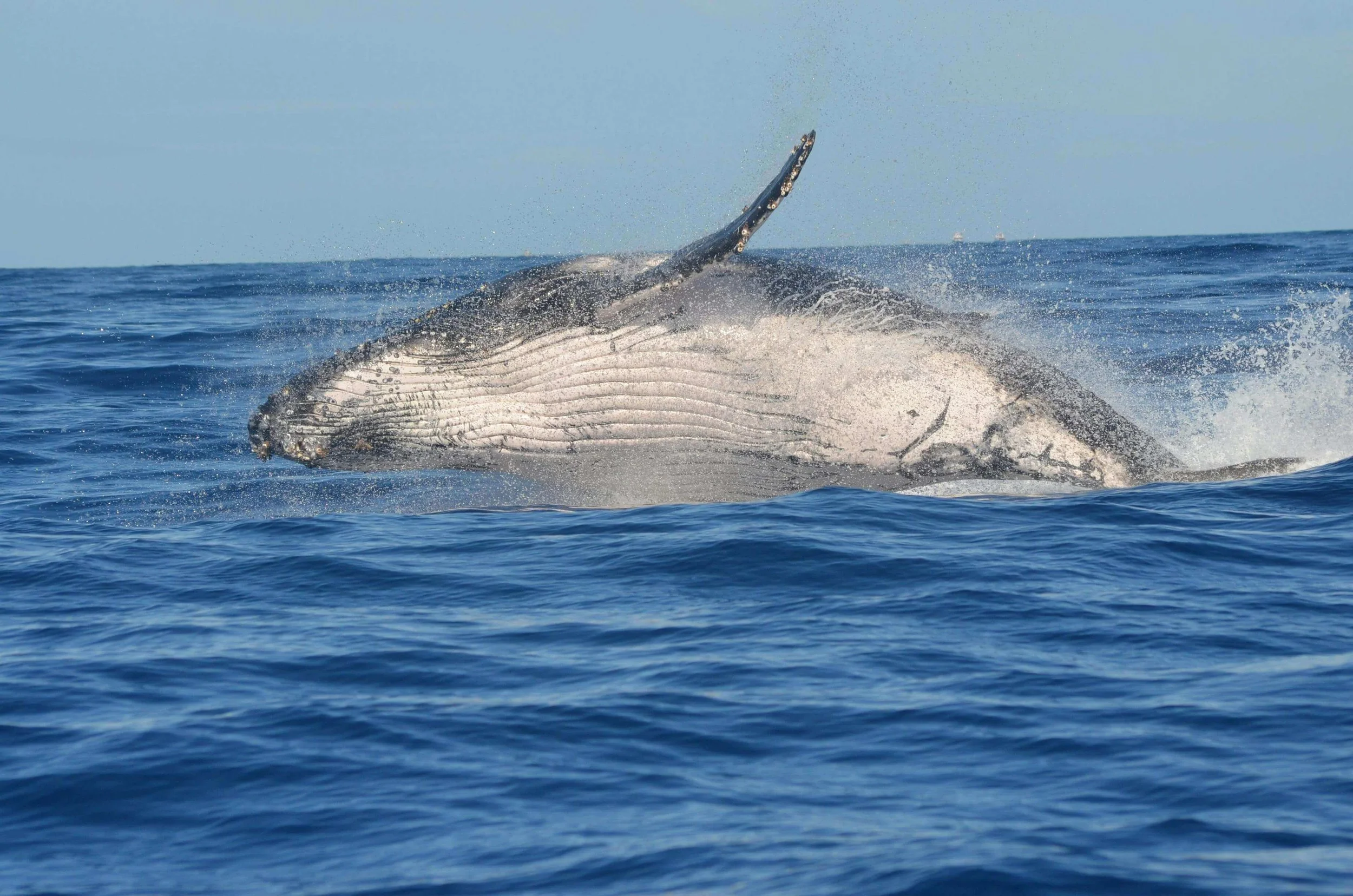 Humpback whale in ocean during whale watching season in Cape Cod