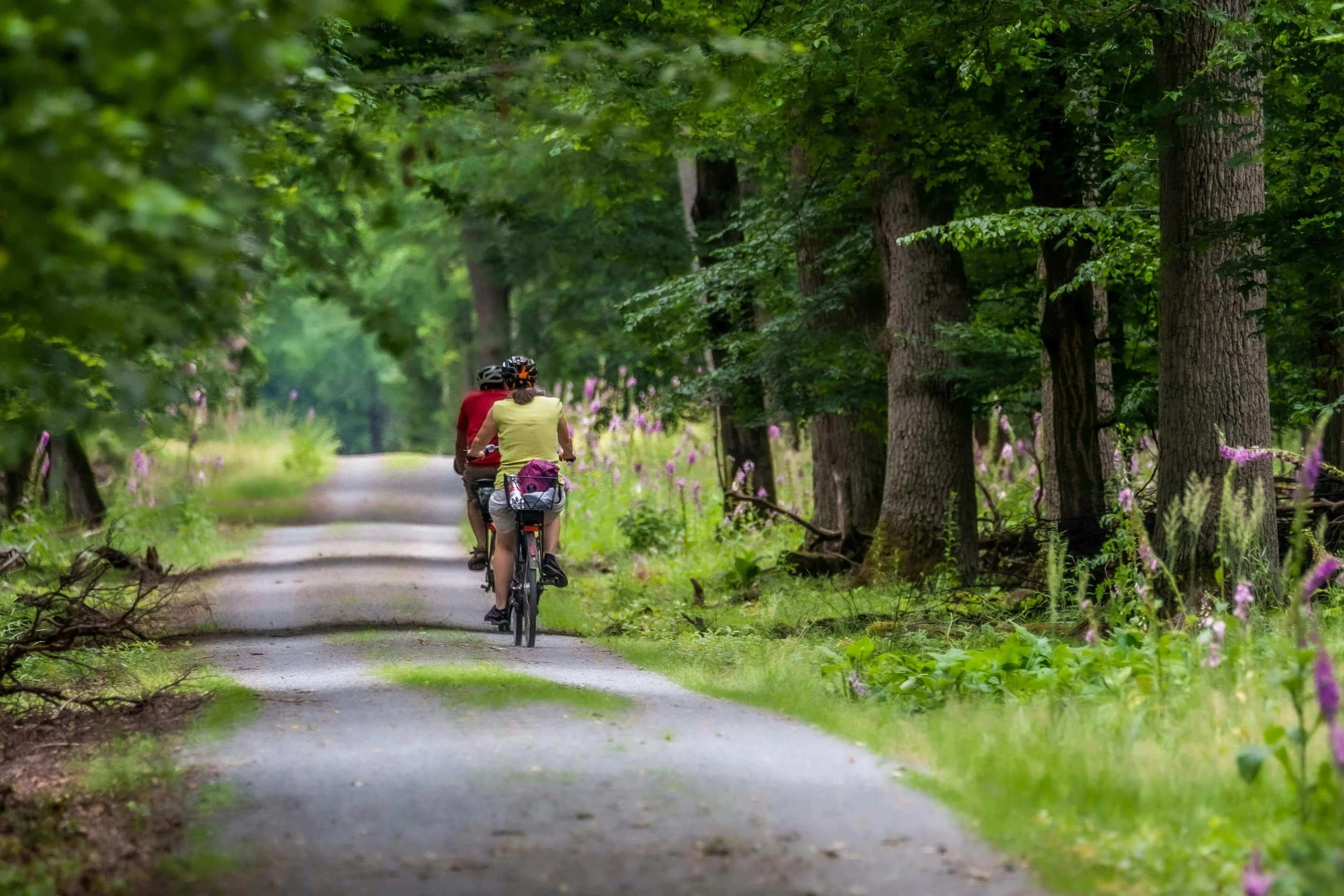 Cyclists riding through forest on Cape Cod Rail Trail