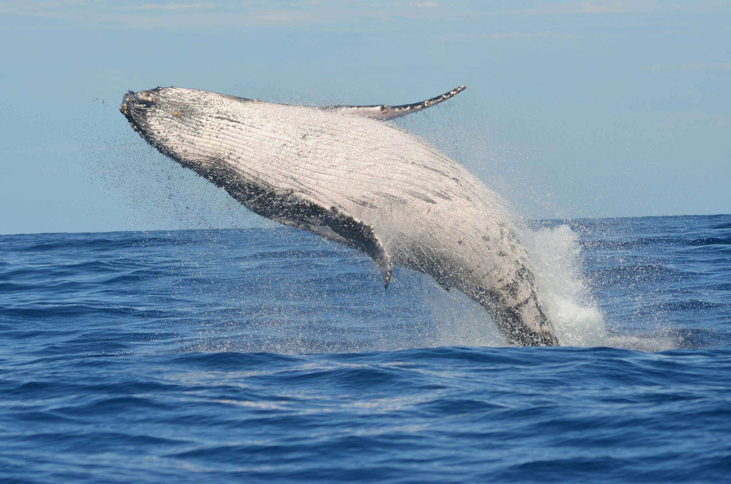 Humpback whale breaching in the ocean near Cape Cod during a whale watching tour