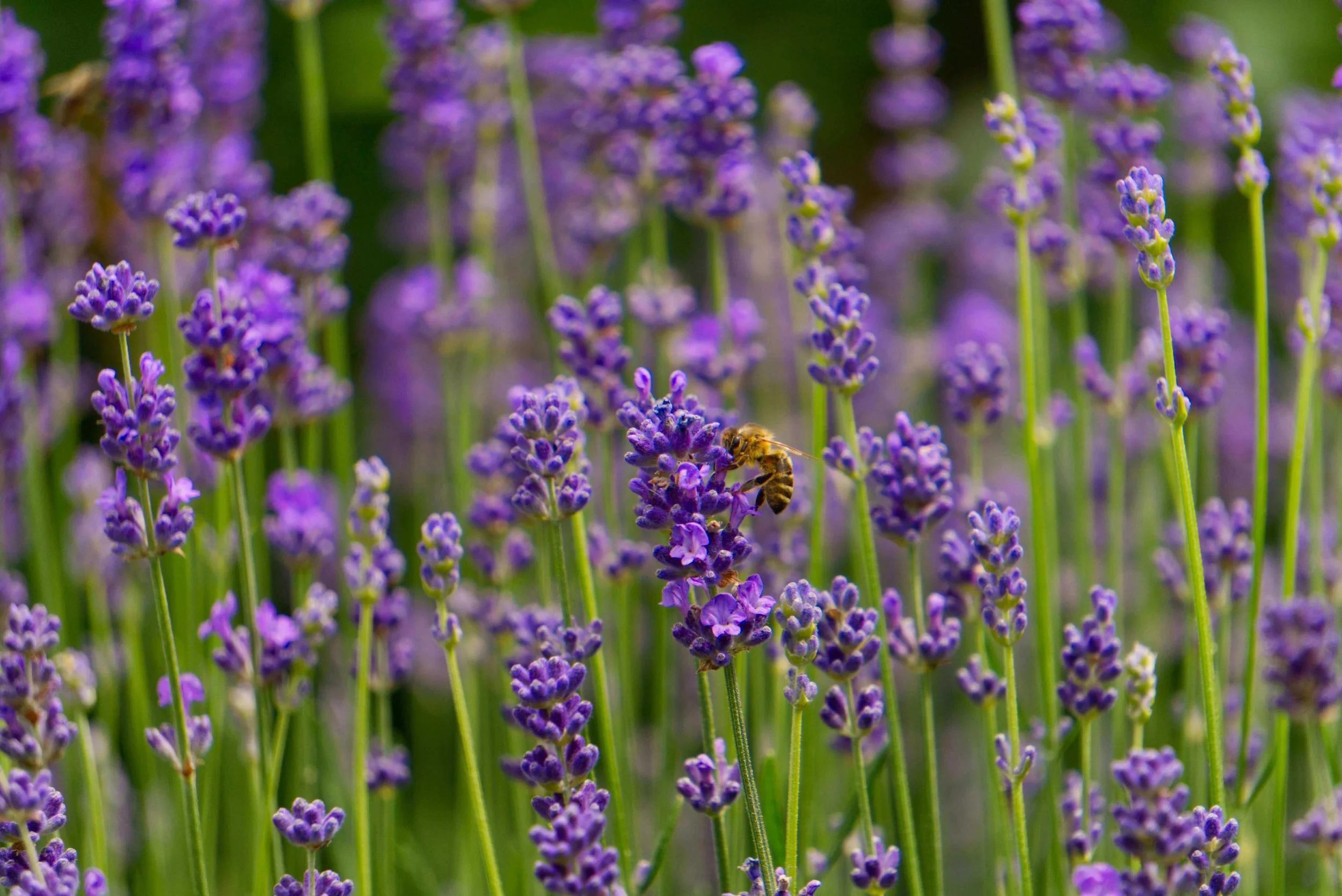 Lavender fields in full bloom at Cape Cod Lavender Farm during summer