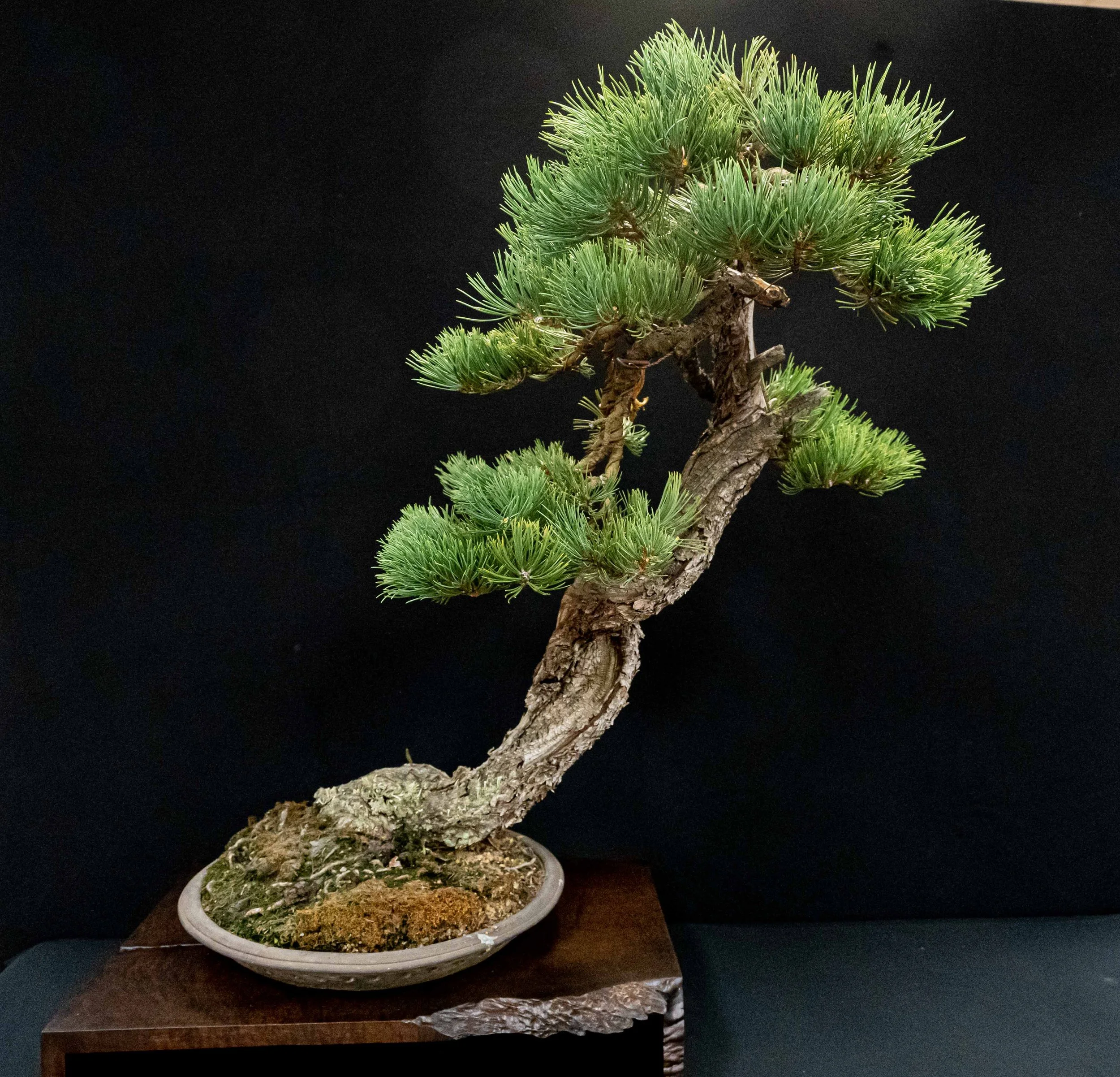 Bonsai Society of Portland