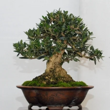 Olive tree 003.jpg