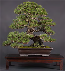 Cork Bark Japanese Black Pine (Bonsai Boon)