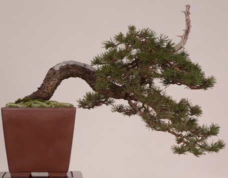 2006 Lodgepole Pine shown at the 2006 Bay Island Bonsai Club show.