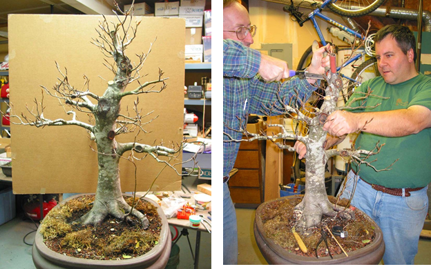 2003 Many branches have been severely Scott and Alan make the big cut pruned, but not the top. Root grafts in place on the trunk. 