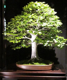 European Beech - Scott Elser