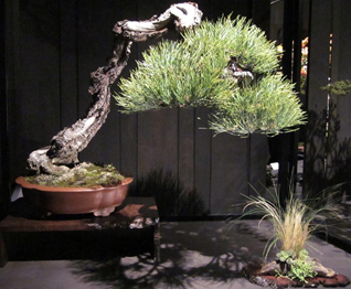 Normal
0
false
false
false
EN-US
X-NONE
X-NONE
Ponderosa Pine – Scott Elser