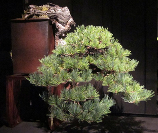Southwestern White Pine – Greg Brenden