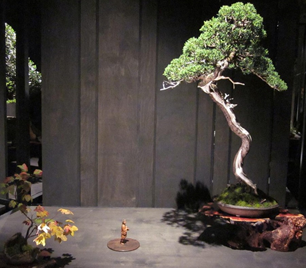 Shimpaku Juniper – Bob Laws