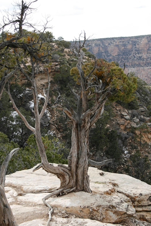 Utah Juniper emerging from solid rock and Colorado Pinyon Pine through a crack
