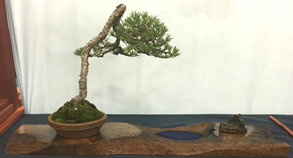 Scots Pine by John Jaramillo