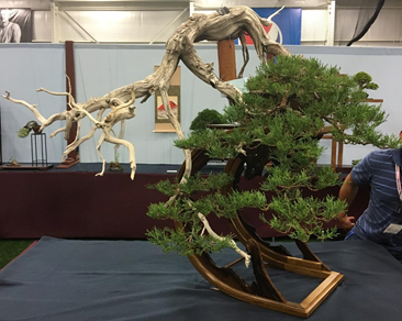 Rocky Mountain Juniper by Randy Knight