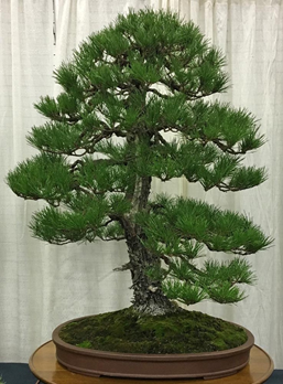 Shore pine by Ryan Neil
