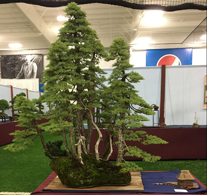 Mountain Hemlock by Michael Hagedorn, Finest Evergreen Bonsai