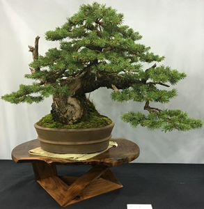 Colorado Blue Spruce by Jason Elder