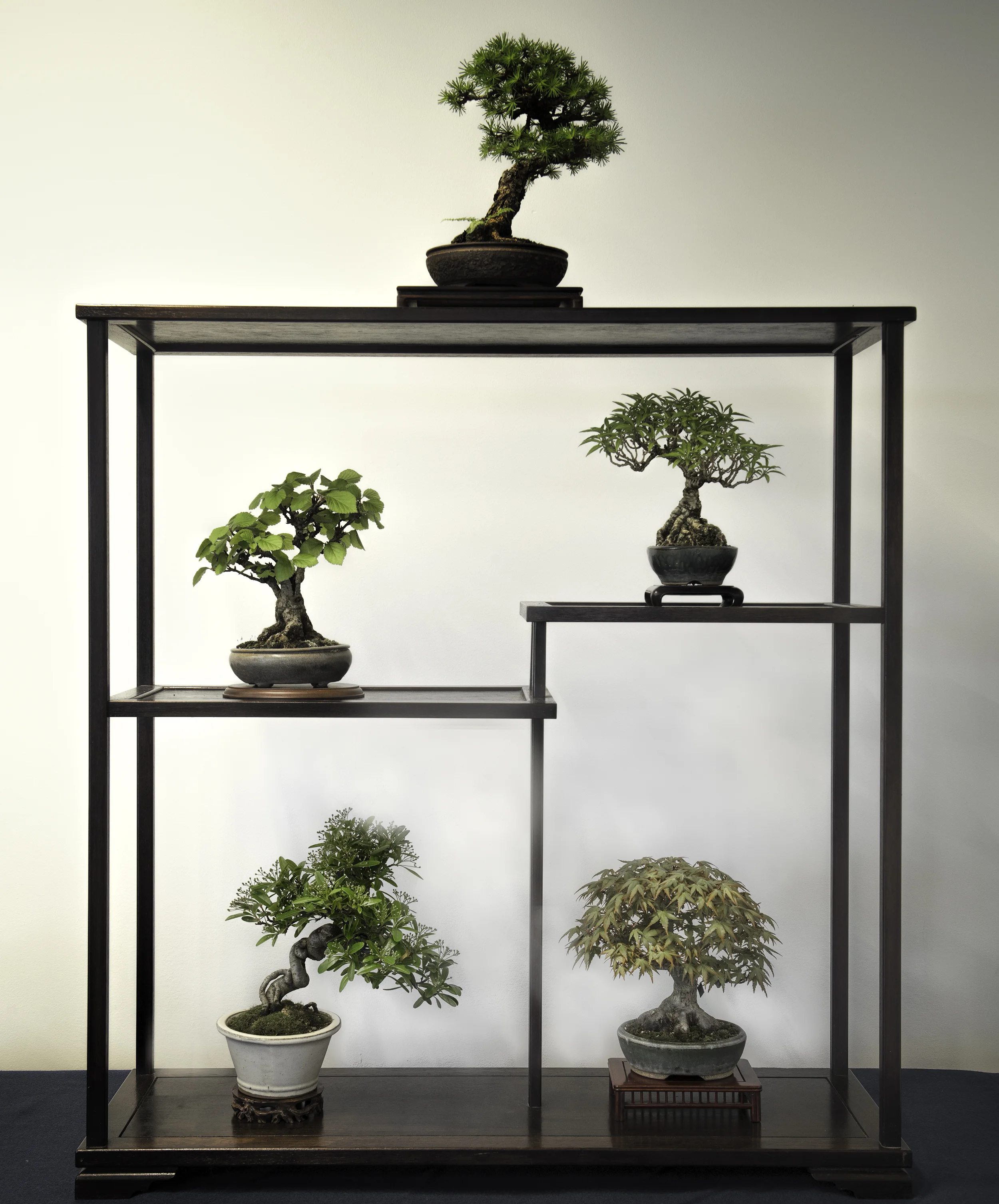 Shohin Japanese Maple