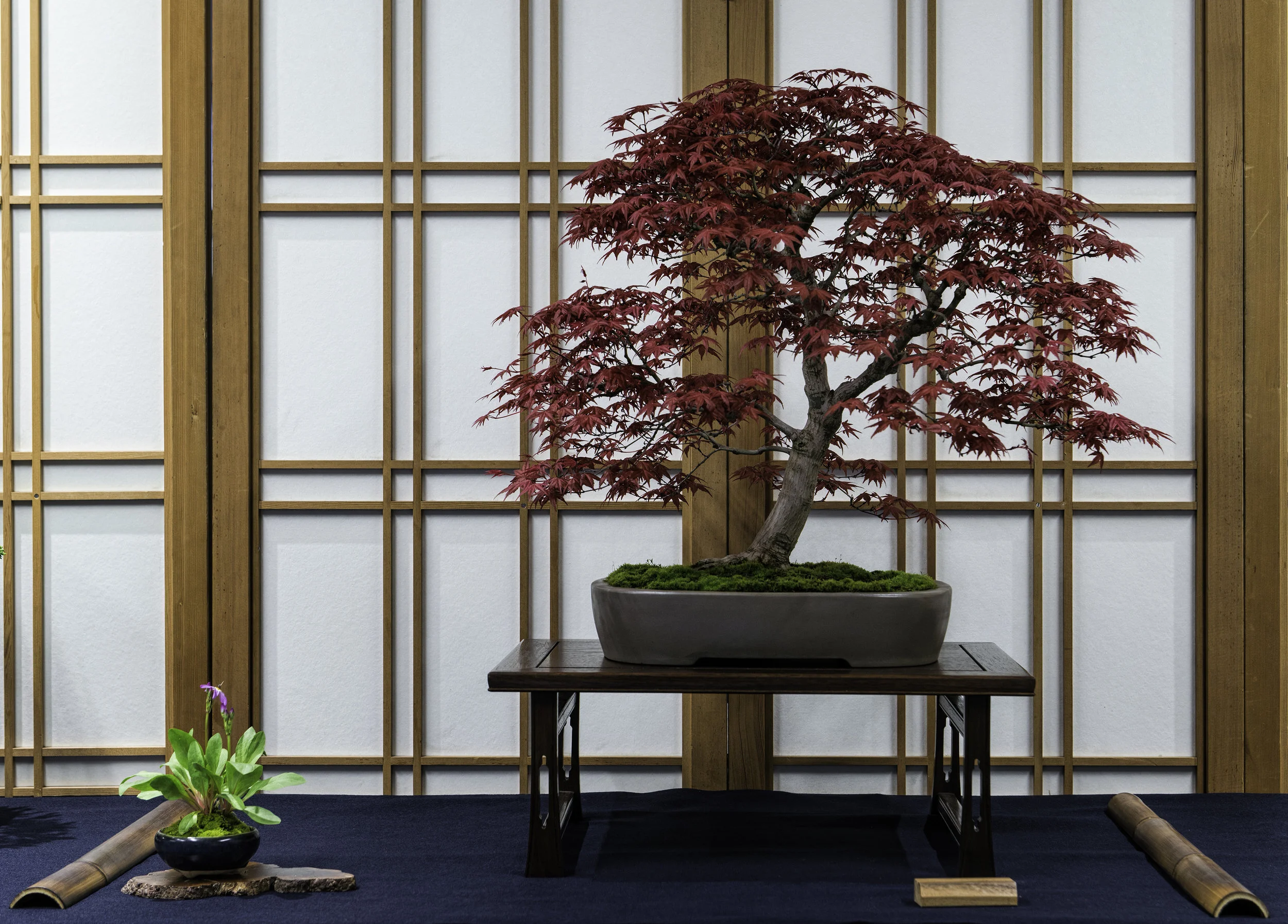 Acer palmatum 'deshojo'