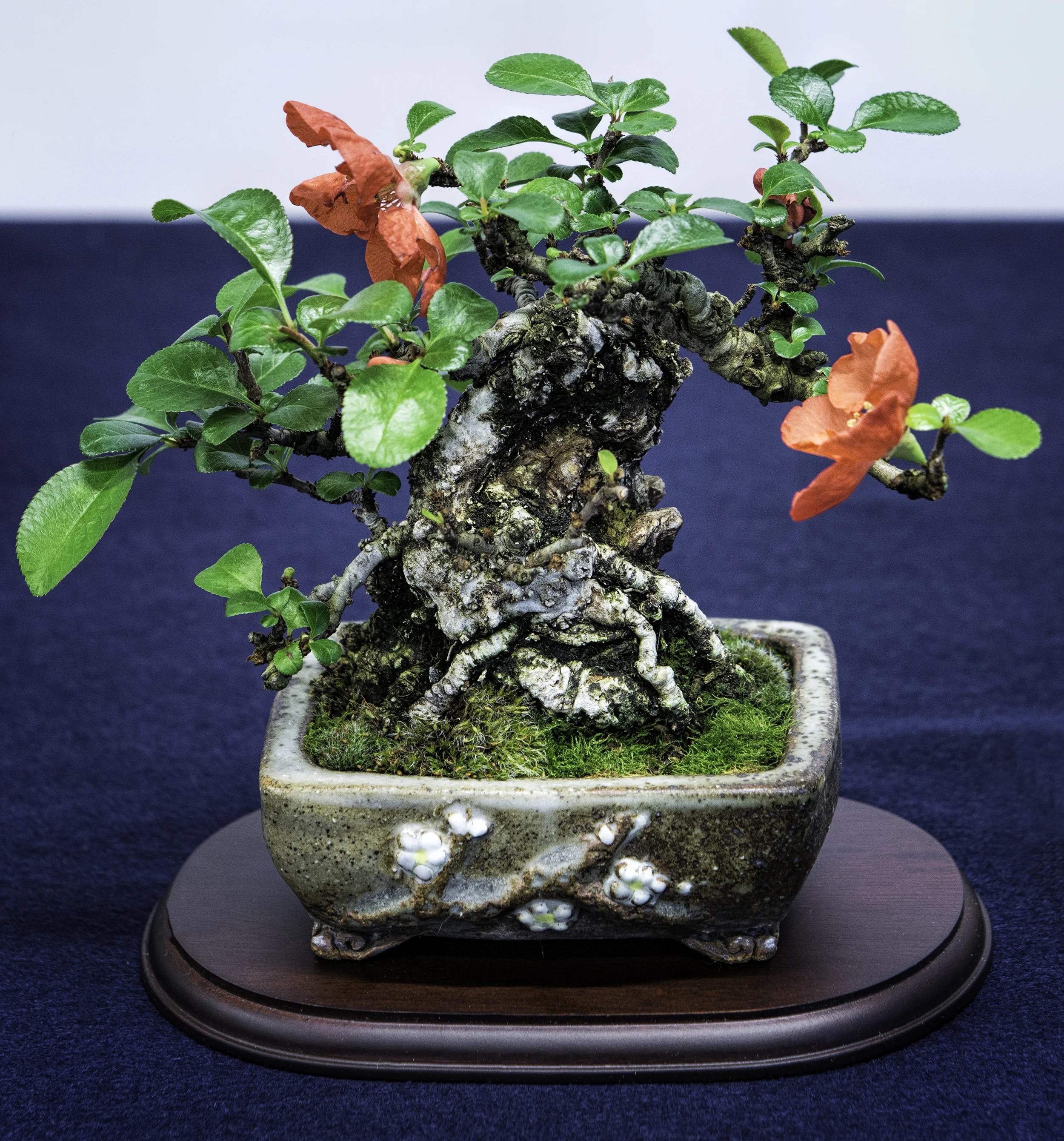 Bonsai Society of Portland - 2017 Spring Show Japanese Garden 2