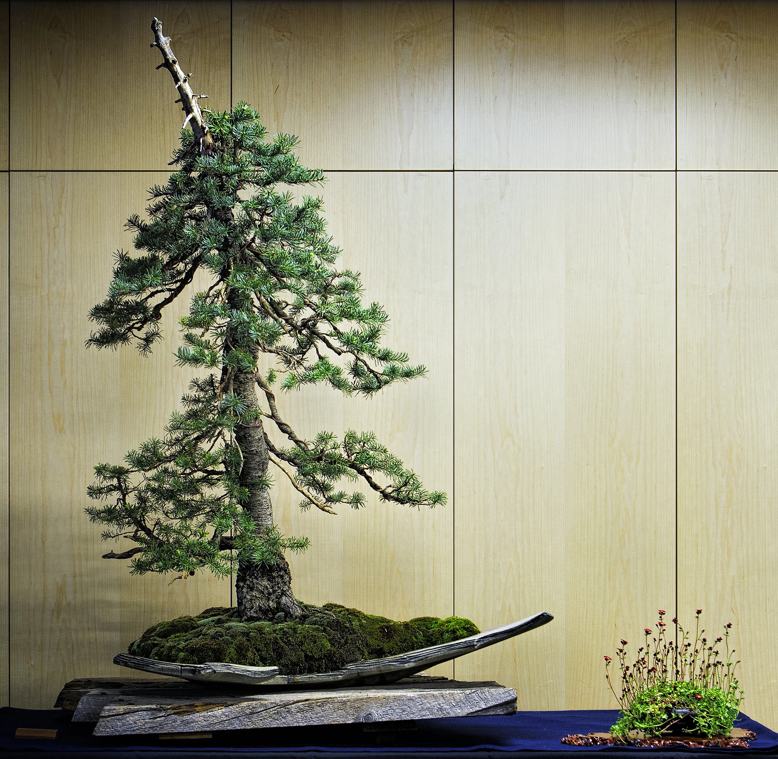 Subalpine Fir