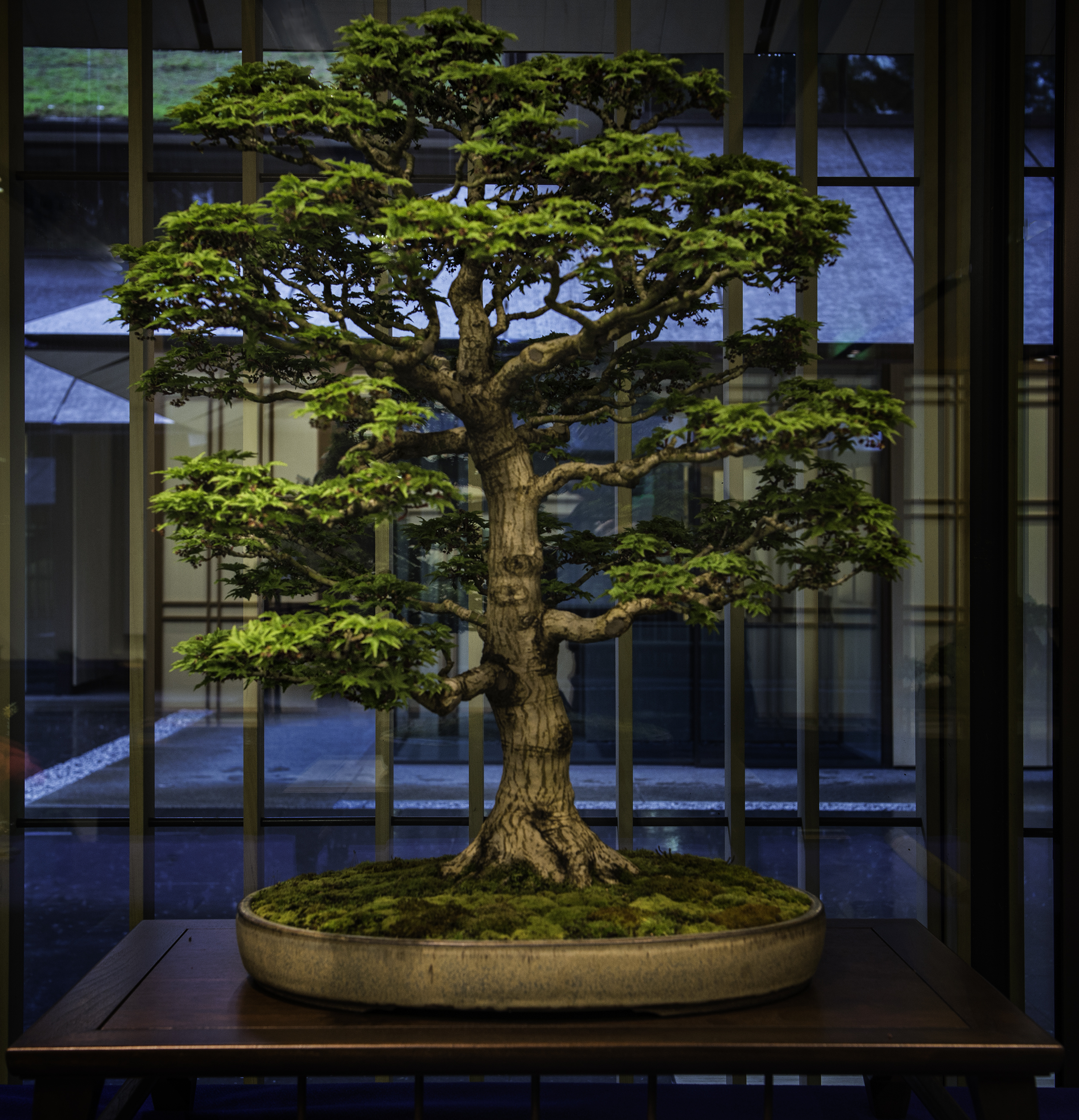 Shishigahisra Maple