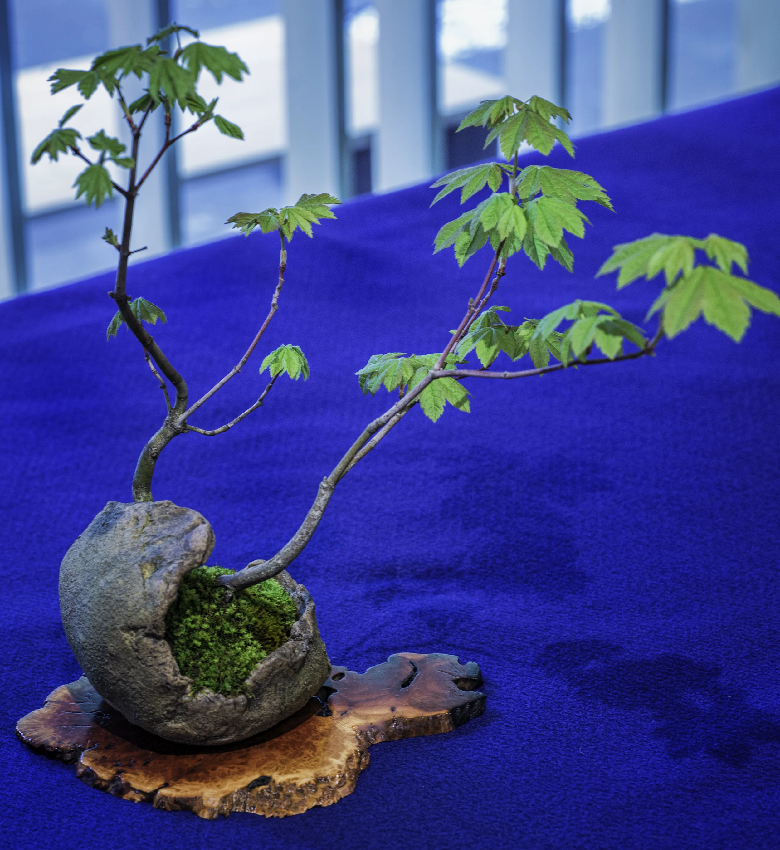 Bonsai Society of Portland - Left Side Carousel
