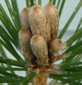  Black pine apex buds