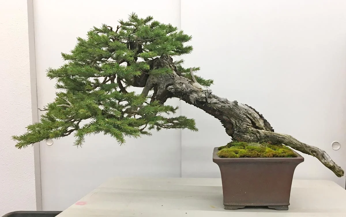 Freshly pruned but unstyled, 2018