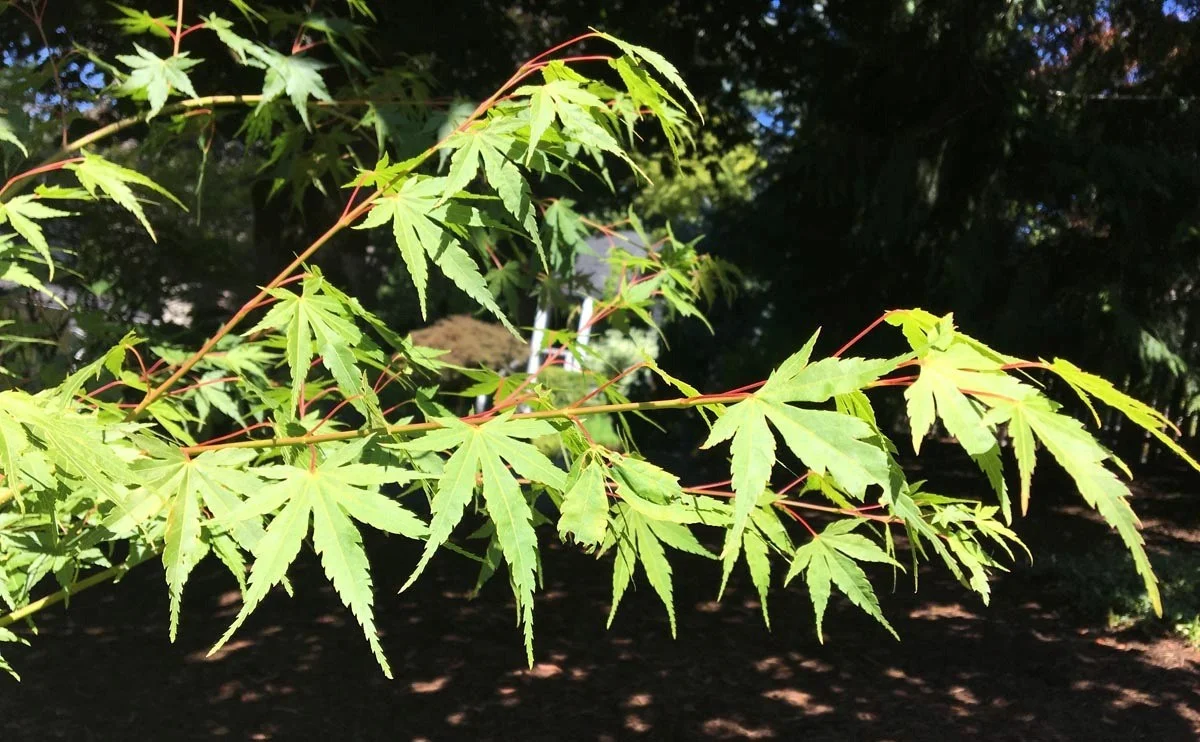 Elongating species Japanese Maple in development. Let it grow!