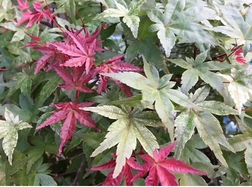 Deshojo Maple. Note the red leaves, just like spring growth, that emerged after flush pruning.