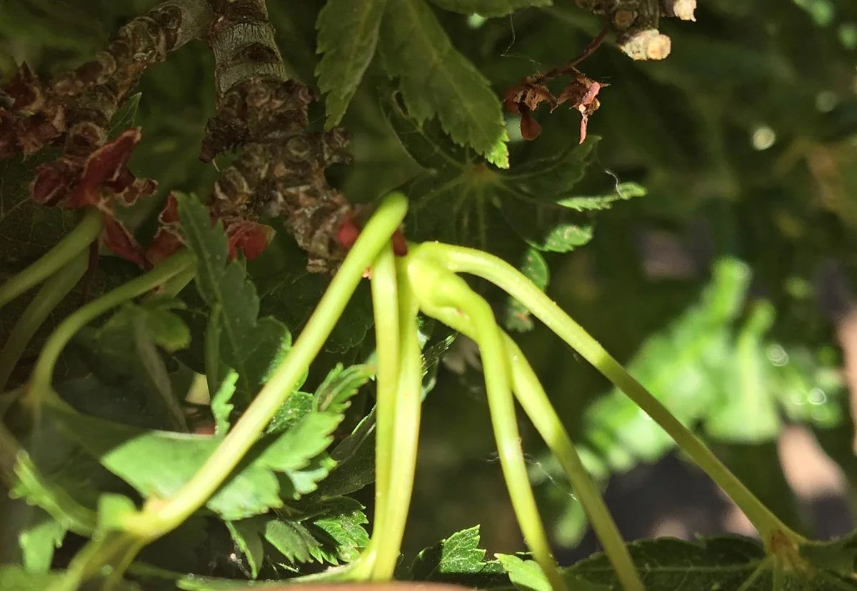 Shishigashira before pruning. Note the extremely short internodes – really isn’t one.