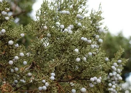 Foliage of Utah Juniper with berries