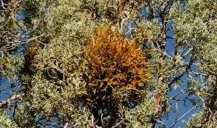 The orange is mistletoe on a Utah Juniper