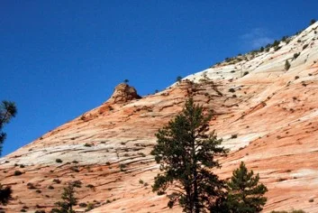 Zion Slope – Trees emerge straight out of the sandstone slopes.