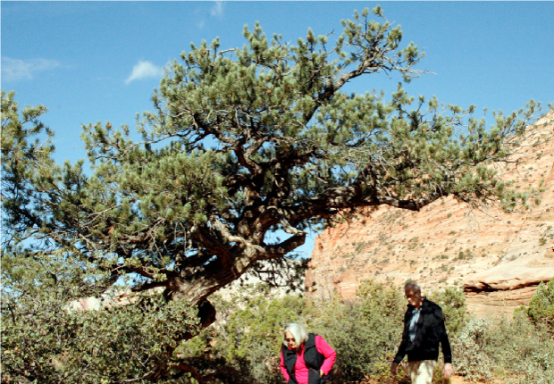 Zion Pinyon 2 – Perfect bonsai inspiration in a Pinyon.