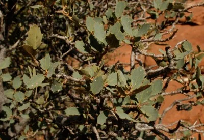 Live Oak – Foliage of a small Live Oak, unknown variety.