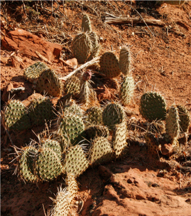 Cacti – it’s that dry